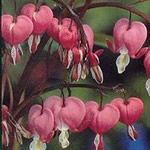 Dicentra spectabilis