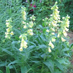 Digitalis grandiflora