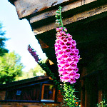 Digitalis purpurea 'Excelsior Hybrids' 