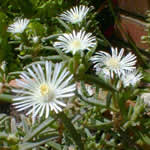 Delosperma herbaeu 