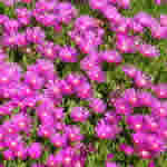 Delosperma cooperi 