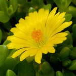 Delosperma nubigenum 
