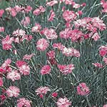 Dianthus gratianopolitanus 'Mountain Mist' 