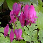 Dicentra formosa 'Bacchanal'