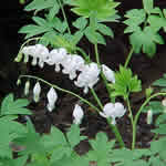Dicentra 'Alba'