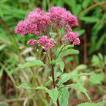 Eupatorium purpureum