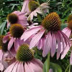 Echinacea purpurea 'Leuchtstern'