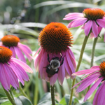 Echinacea purpurea 'Magnus'
