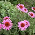 Echinacea purpurea ' Rubinstern' (Ruby Star)