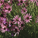 Echinacea tennesseensis