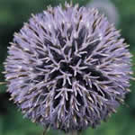 Echinops bannaticus 'Blue Glow'