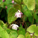Epimedium youngianum 'Roseum'