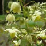 Epimedium versicolor 'Sulphureum'