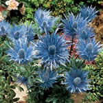 Eryngium alpinum 'Amethyst'
