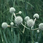 Eryngium yuccifolium 'Rattlesnake Master'