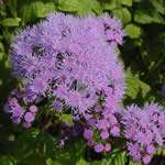Eupatorium coelestinum