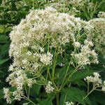 Eupatorium fistulosum 'Bartered Bride'