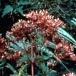 Eupatorium maculatum 'Gateway'