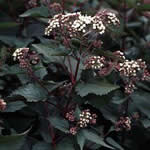 Eupatorium rugosum 'Chocolate'