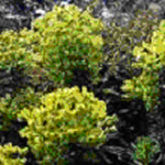 Euphorbia amygdaloides 'Purpurea' (E. a. rubra)
