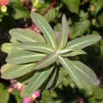 Euphorbia 'Excalibur'