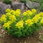 Euphorbia polychroma