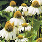 Echinacea purpurea 'Alba'