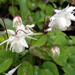 Epimedium grandiflorum 'Alba'