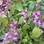 Epimedium grandiflorum 'Lilafee'
