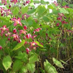 Epimedium rubrum (E. alpinum var. rubrum)