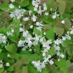 Epimedium youngianum 'Niveum'