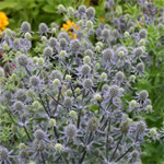 Eryngium agavifolium 'Bluetop Eryngo' 