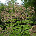 Eupatorium fistulosum (E. purpureum)