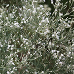 Eupatorium hyssopifolium