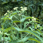 Eupatorium perfoliatum