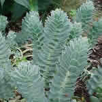 Euphorbia myrsinites
