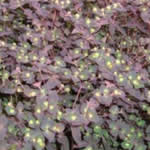 Euphorbia dulcis 'Chameleon'