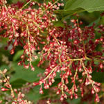 Fallopia japonica (Polygonum cuspidatum, Reynoutria japonica) 'Crimson Beauty