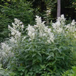 Fallopia var. compacta (Polygonum compactum)