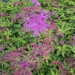 Filipendula purpurea 'Elegans'