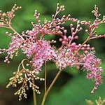 Filipendula palmata 'Nana'