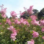 Filipendula rubra 'Venusta'