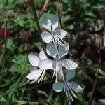 Gaura lindheimeri 