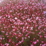 Gaura lindheimeri 'Siskiou Pink' 