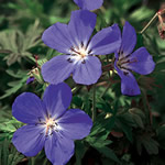 Geranium 'Brookside' (Hardy Geranium Cranesbill)