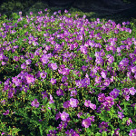 Geranium cantabrigiense 'Rosalina'