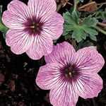 Geranium cinereum 'Ballerina'