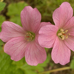 Geranium endressii 'Wargrave Pink'