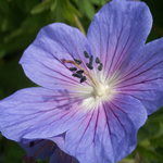 Geranium ibericum 'Johnson's Blue'