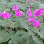 Geranium macrorrhizum ‘Bevans Variety’ 